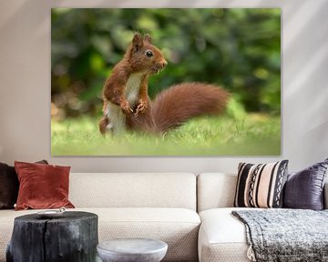 Red Squirrel  von Menno Schaefer