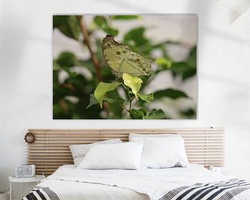 Afrikaanse parelmoervlinder van Matthias Brix