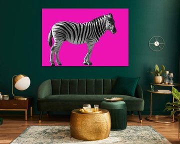 Zebra on pink Zebra in black and white on a pink background
