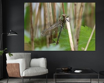 Havik libel van Matthias Brix