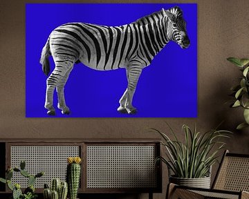 Zebra  op een felblauwe achtergrond