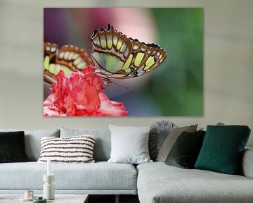 Malachiet vlinder van Matthias Brix