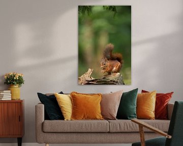 Red Squirrel  by Menno Schaefer