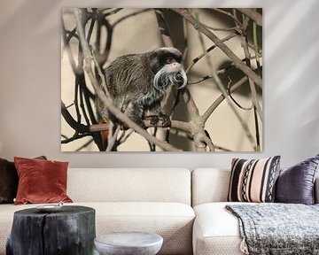 Tamarin de la moustache césarienne sur Matthias Brix