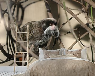 Gesneden snor tamarin