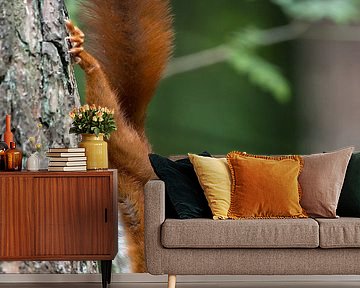 Red Squirrel  by Menno Schaefer