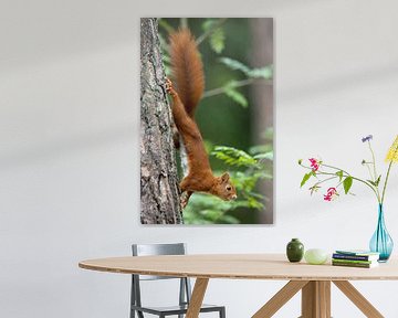 Eekhoorn van Menno Schaefer