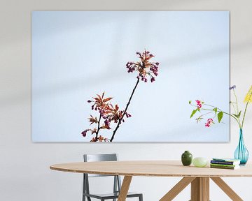 Premier souffle de printemps sur Carmen Nijenhuis