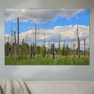Riedlandschap met dood hout in de Wurzacher Ried - district Ravensburg