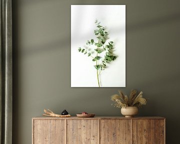 Eucalyptus sur Jim Plaum