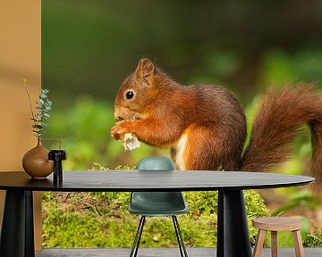 Red Squirrel  by Menno Schaefer