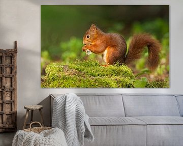 Red Squirrel  by Menno Schaefer