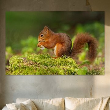 Jonge Eekhoorn van Menno Schaefer