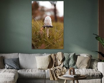 Champignon sur Jim Plaum