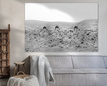 Kamelen In Oman van Jim Plaum