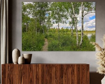 Riedsee shoreline landscape with boardwalk and bog birch trees in Wurzacher Ried - District of Ravensburg by BlattArt - Christine Horn
