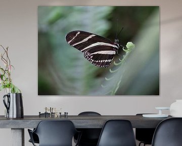 Zebravlinder van Matthias Brix