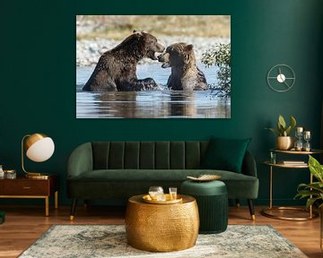 Vechtende grizzly beren