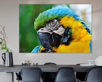 Parrot looking at you close-up 2 by Martin de Bouter