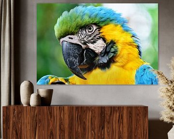 Parrot looking at you close-up 3 by Martin de Bouter