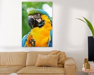 Parrot looking at you close-up 5 by Martin de Bouter