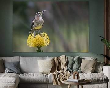 Kaphonigfresser von Lex van Doorn