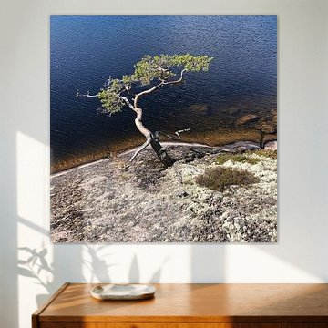 Eenzame Den aan de waterkant