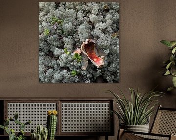 Waar het Woud Zijn Littekens Toont - Bosdetail - Rendiermos met Gebroken Paddestoel van Christiaan de Groot