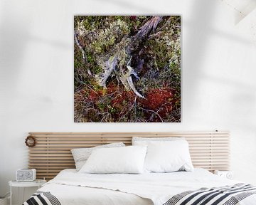 Verweerd Hout op de Bosgrond - Bosstructuur van Christiaan de Groot