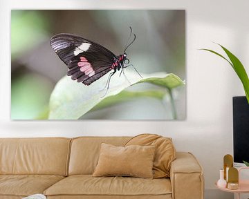 Transandees runderhart van Matthias Brix