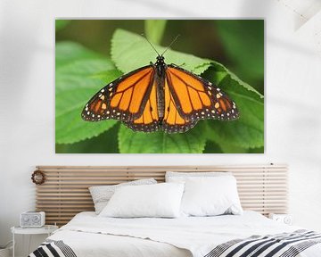 Monarchvlinder van Matthias Brix