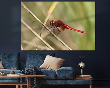 Vuur libel van Matthias Brix