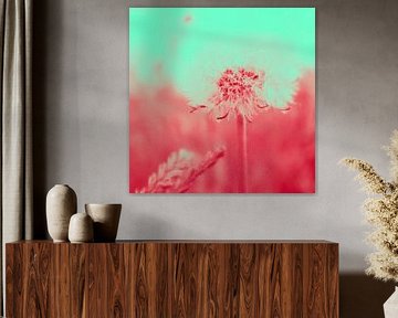 The dandelion as Duo Tone by Lindenthal.ART