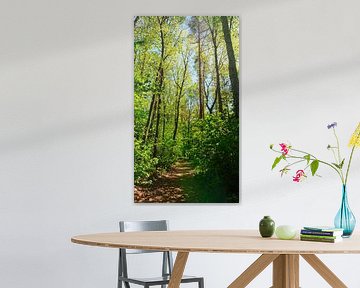 Promenade en forêt en été