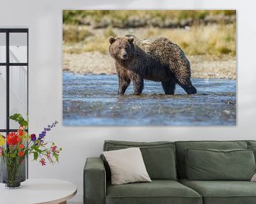 Een grote grizzly beer van Menno Schaefer