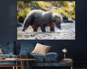 Brown bear von Menno Schaefer