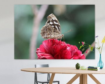 Spotted fritillary by Matthias Brix