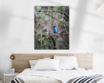 Eisvogel im Vondelpark von Tom Zwerver