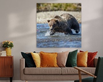 Brown bear  by Menno Schaefer