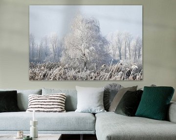 Winter silence: snow-covered birch in hoarfrost