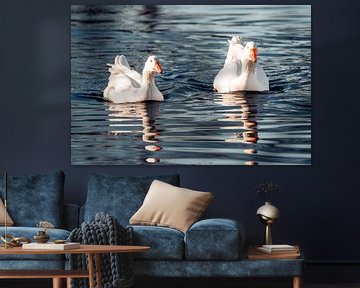 Geese Duo on Water Mirroring in Harmony