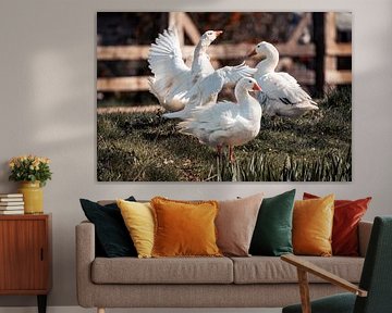 Geese in Motion Rural Dynamics and White Elegance