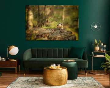 Nuthatch on tree stump in Schwenninger Moos - Baden-Württemberg by BlattArt - Christine Horn