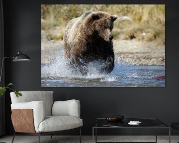 Grizzly bear by Menno Schaefer