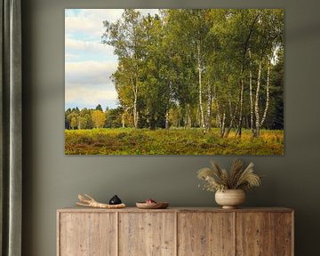 Mire landscape with birch trees in Schwenninger Moos - Baden-Württemberg by BlattArt - Christine Horn