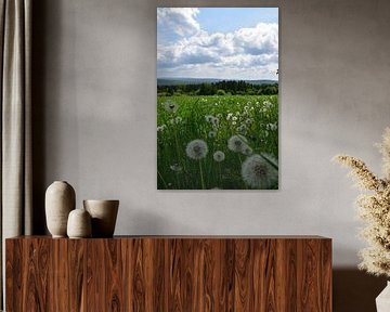 A field of dandelions in summer by Claude Laprise