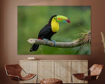 Tukan Vogel von Matthias Spartz