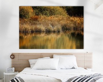 Héron cendré sur la rive du Schwenninger Moos - Bade-Wurtemberg sur BlattArt - Christine Horn