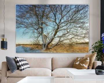 Schneebedeckter Baum im Moor von Patricia Hofmeester