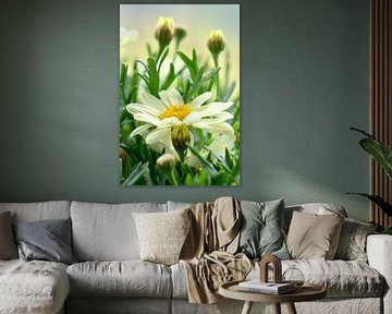 Margeriten von Violetta Honkisz